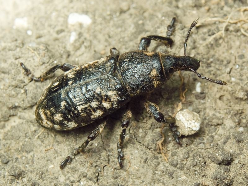 Adosomus roridus (Pallas, 1781)